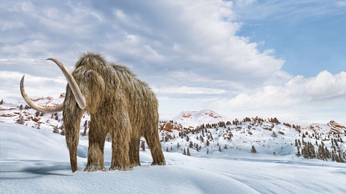 El regreso del mamut lanudo: los biocientíficos tienen un controvertido plan para resucitarlo
