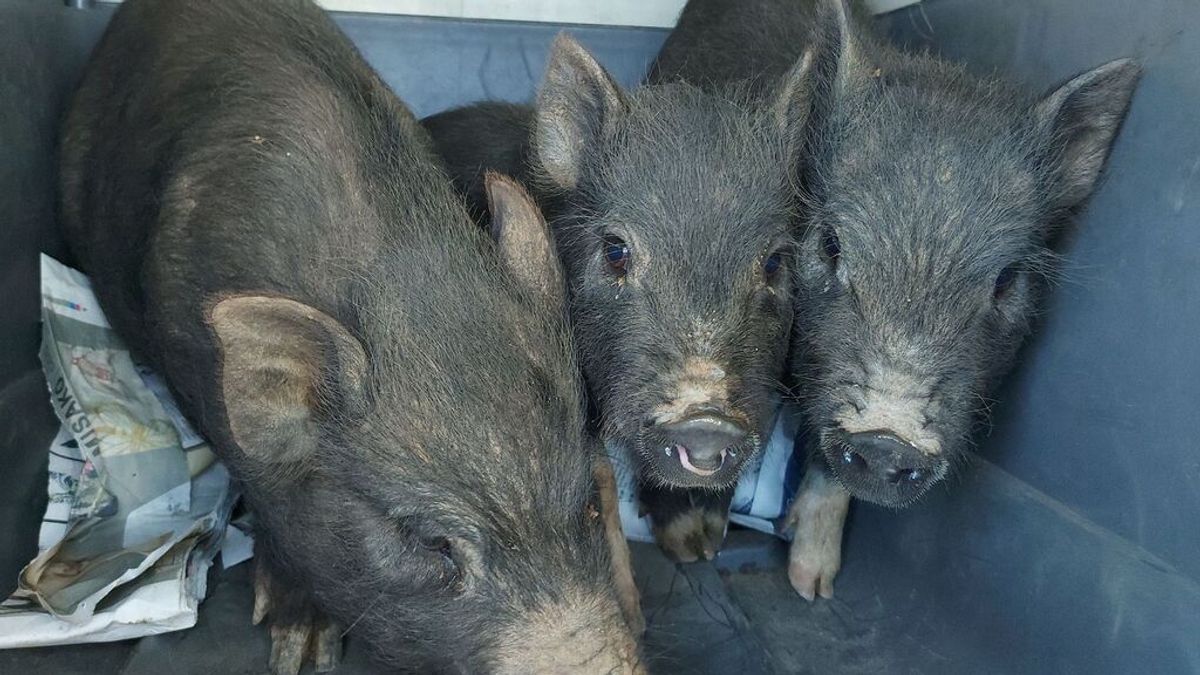 Una piara de veinte ejemplares deambula por Castellón Una piara de veinte ejemplares deambula por Castellón