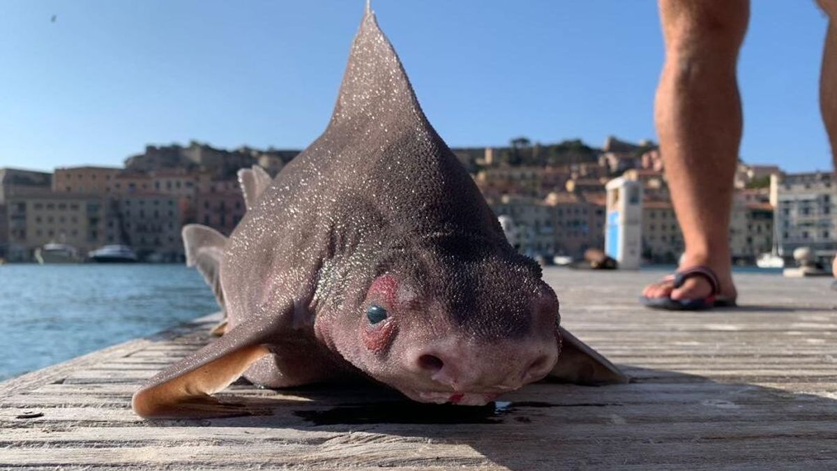 Aparece muerto a orillas del Mediterráneo un misterioso 'pez cerdo' que gruñe al salir del agua