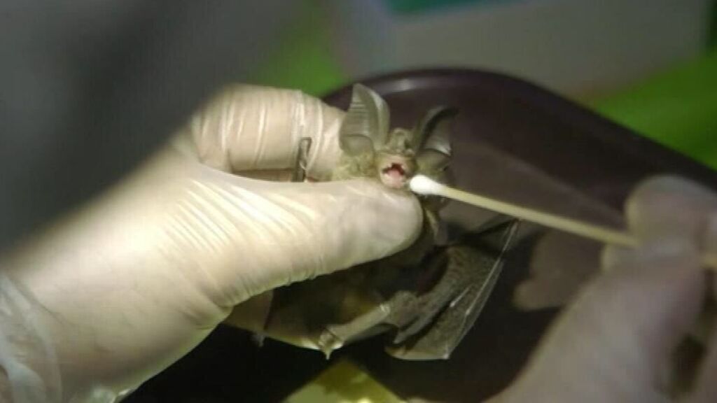 Expertos en zoonosis advierten: 400.000 personas se infectan, cada año, con coronavirus similares al SARS