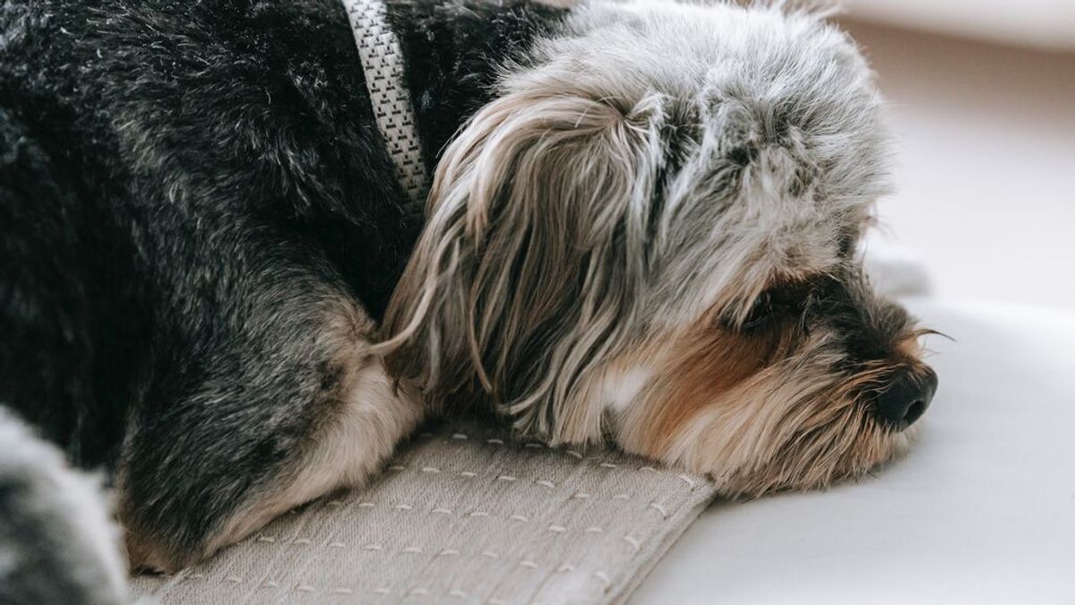 Cómo evitar que los perros sufran con el fin del teletrabajo: "Se han acostumbrado a tenernos cerca" Cómo evitar que los perros sufran con el fin del teletrabajo: "Se han acostumbrado a tenernos cerca"