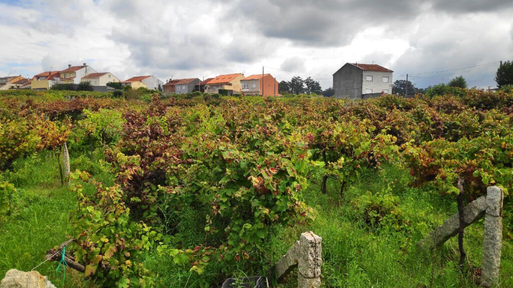 Viñedo A Capitana