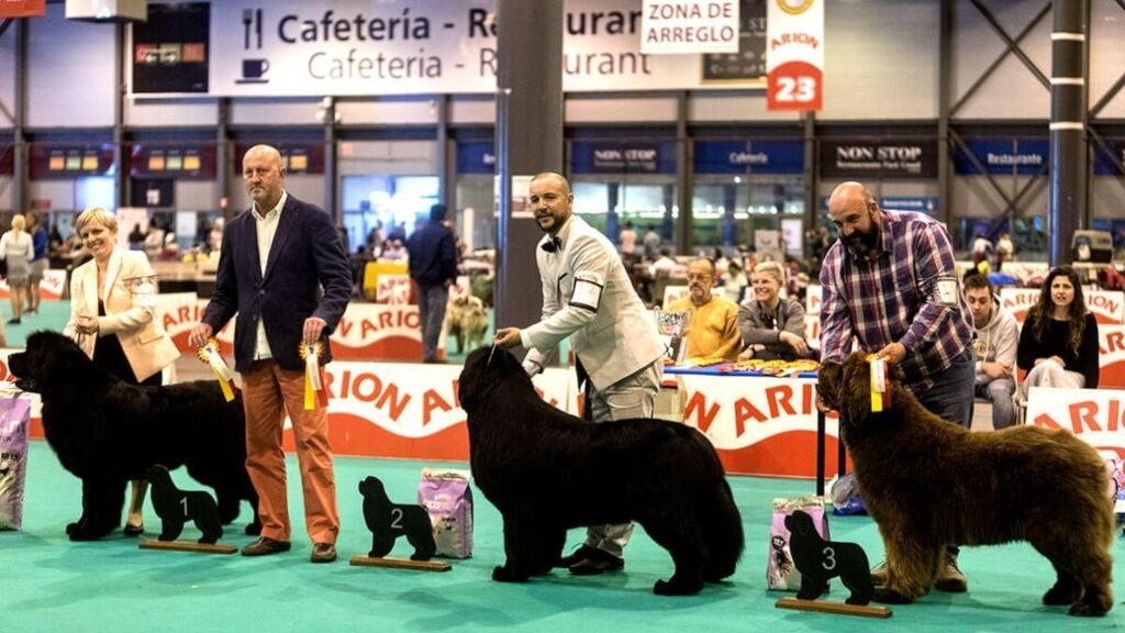 Vuelve 100x100 MASCOTA y IUMIUKY estará allí para contártelo