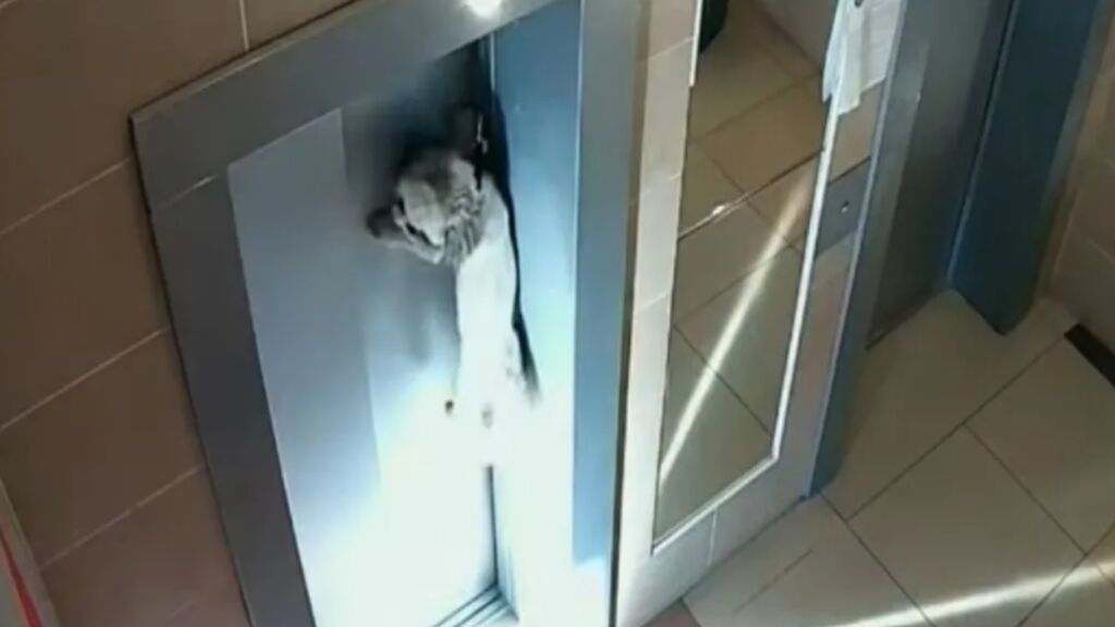 Un perro salvado de la muerte en un ascensor de Moscú