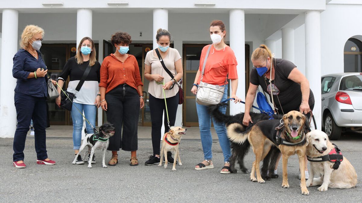 Terapia con perros para las víctimas de violencia de género en Cartaya, Huelva Terapia con perros para las víctimas de violencia de género en Cartaya, Huelva