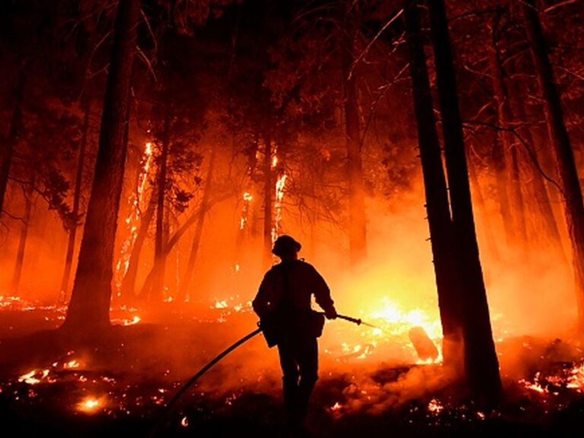 El árbol más grande del mundo envuelto en mantas para salvarlo de los  incendios de California - NIUS