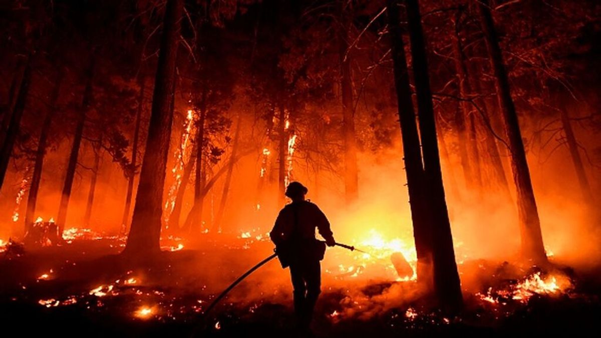 El árbol más grande del mundo envuelto en mantas para salvarlo de los incendios de California El árbol más grande del mundo envuelto en mantas para salvarlo de los incendios de California