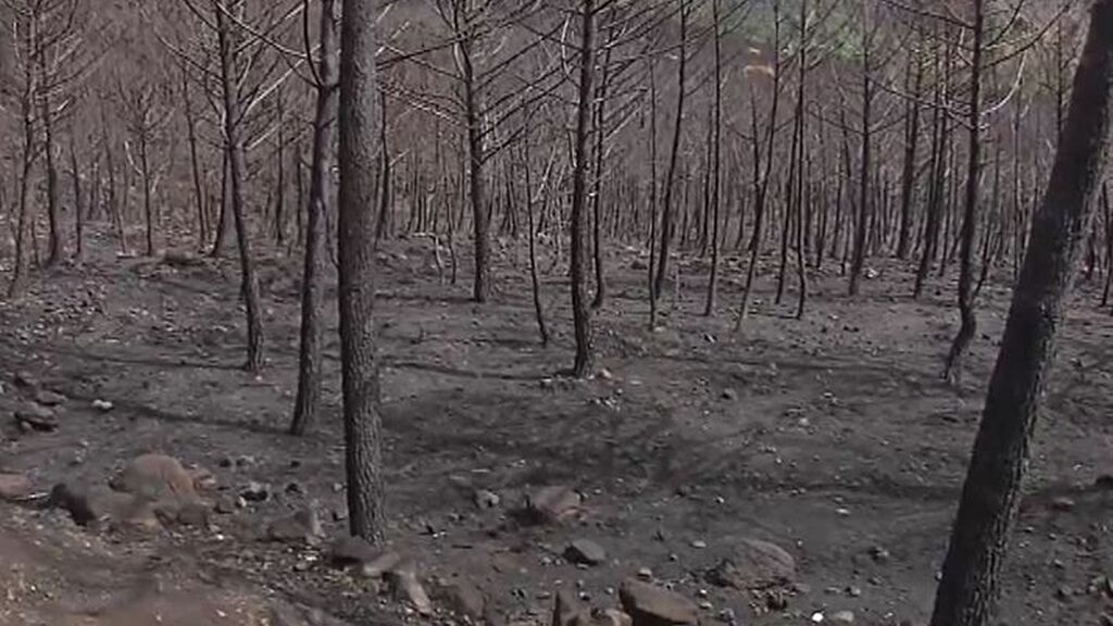 Andalucía solicitará la declaración de zona catastrófica para el área de Sierra Bermeja arrasada por el fuego