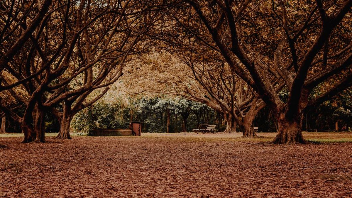 Diez curiosidades del otoño Diez curiosidades del otoño