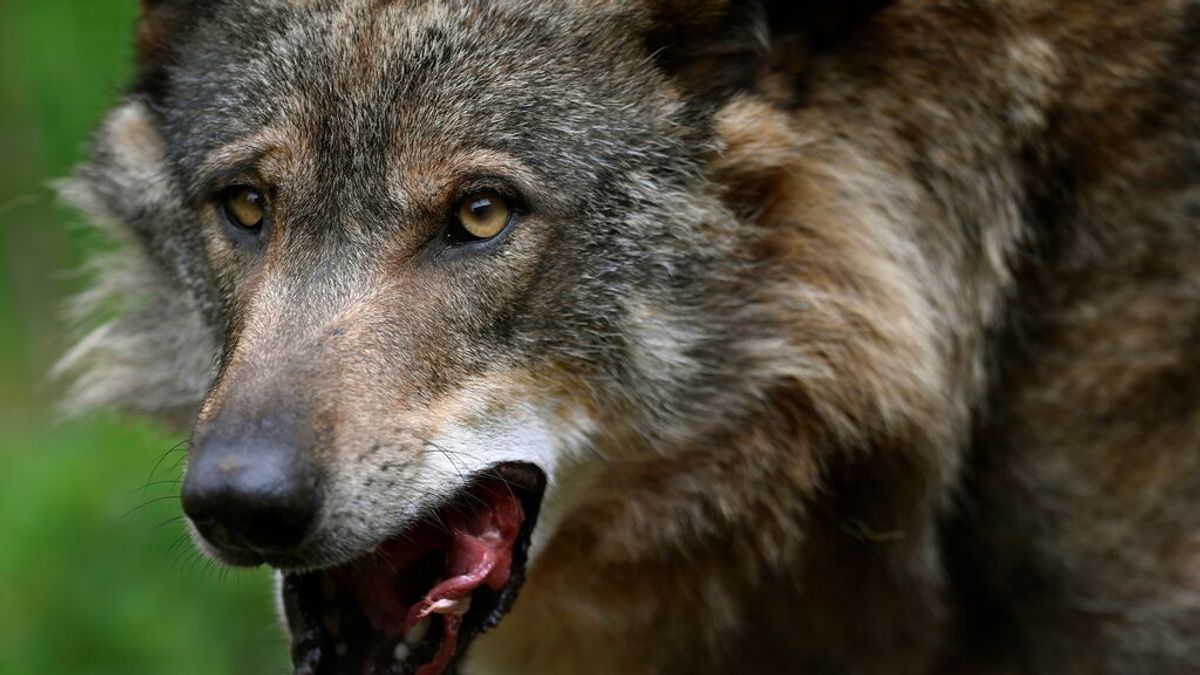 El Gobierno blinda al lobo que dejará de ser especie cinegética desde hoy El Gobierno blinda al lobo que dejará de ser especie cinegética desde hoy