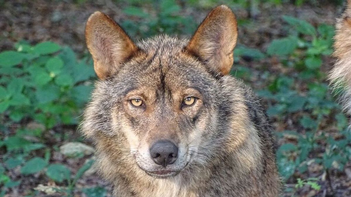 Al lobo ya no se le puede cazar en España: cuatro comunidades autónomas recurrirán la medida