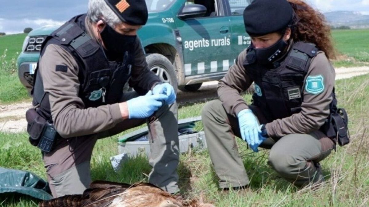 Los Agents Rurals denuncian el uso de cebos envenenados en Verdú (Lleida) Los Agents Rurals denuncian el uso de cebos envenenados en Verdú (Lleida)