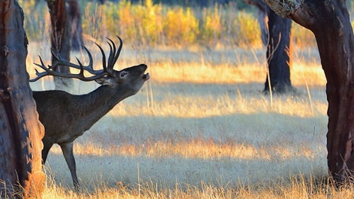 Seis lugares para disfrutar la berrea del ciervo en España