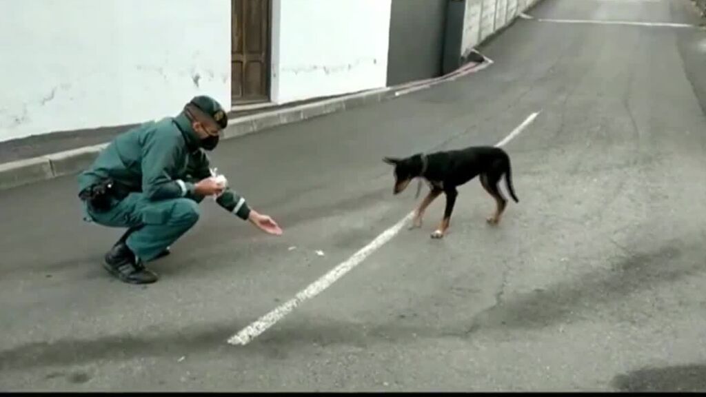 Un guardia civil se gana la confianza de un perro perdido para salvarlo del volcán