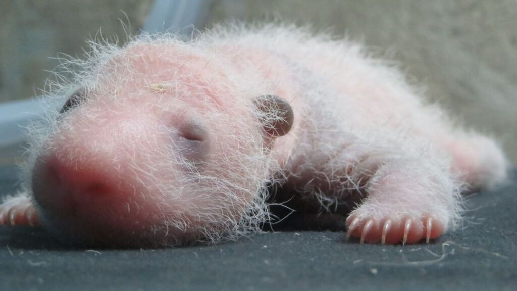Éxito en el Zoo de Madrid con el parto gemelar de osos panda en el que han ayudado técnicos chinos