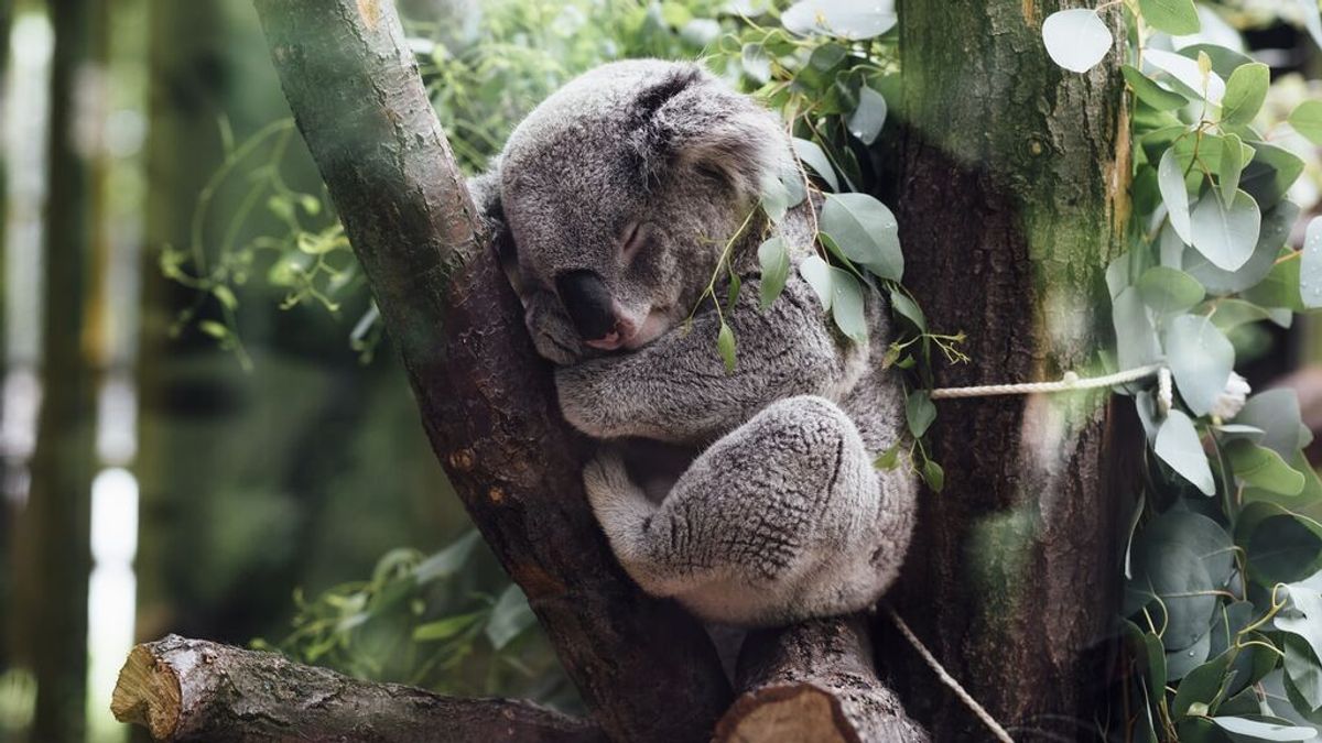 Malas noticias: Australia ha perdido casi un tercio de sus koalas en los últimos tres años