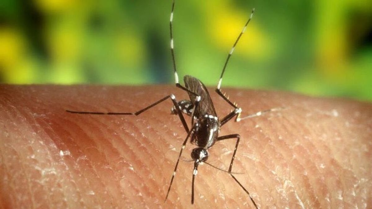 Nuevo caso del virus del Nilo en Sevilla: el contagiado permanece ingresado en el hospital Nuevo caso del virus del Nilo en Sevilla: el contagiado permanece ingresado en el hospital