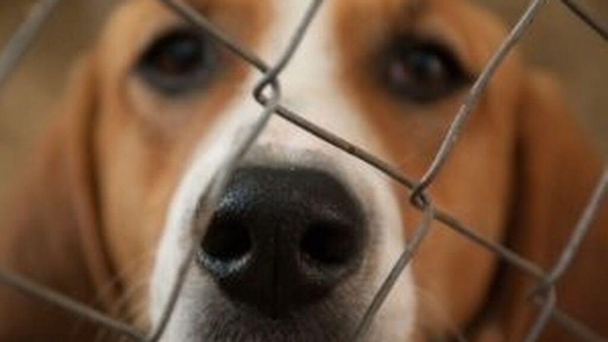 Protección animal Protección animal
