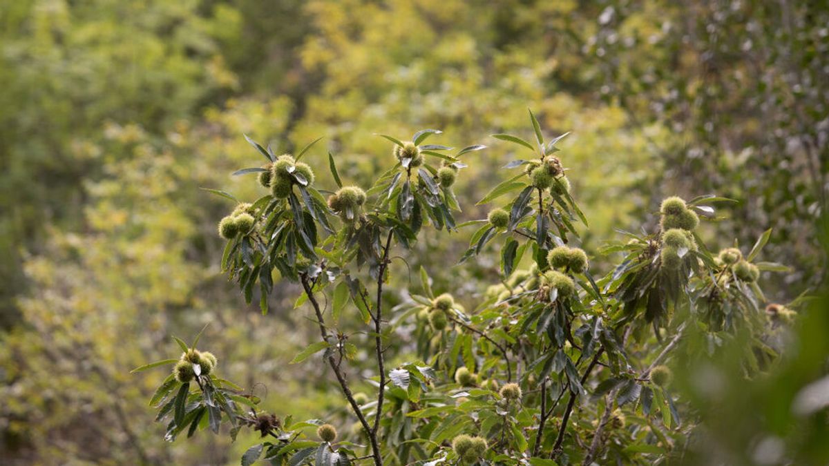 Galicia tendrá un otoño más cálido y seco de lo habitual, según la AEMET Galicia tendrá un otoño más cálido y seco de lo habitual, según la AEMET