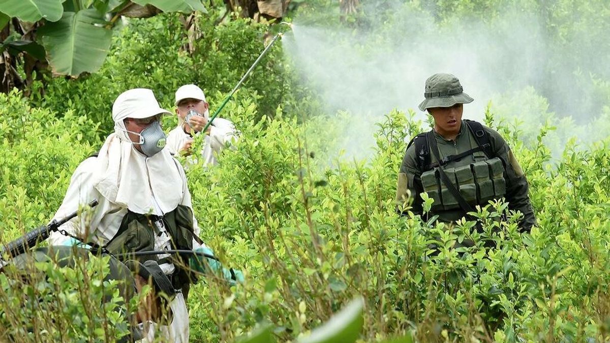 Colombia y EEUU acuerdan una nueva estrategia antidroga sin fumigación con glifosatos Colombia y EEUU acuerdan una nueva estrategia antidroga sin fumigación con glifosatos