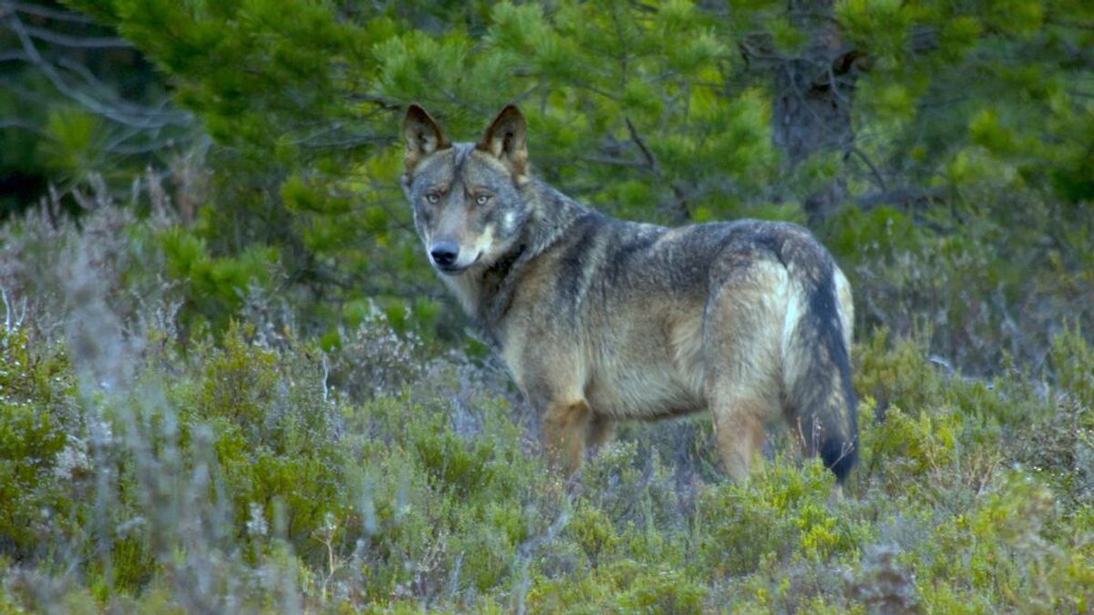 Prohibida la caza del lobo: ¿Qué comunidades autónomas están en contra de la medida?