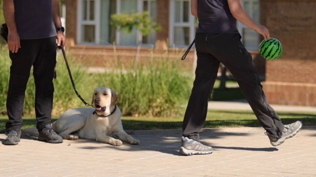 práctica perro guía