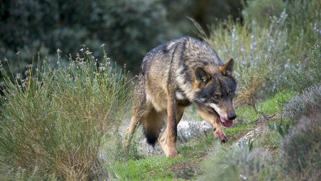 EuropaPress_3951705_iberian_wolfcanis_lupus_sygnatusalpha_male_in_perfect_big_bad_wolf_pose