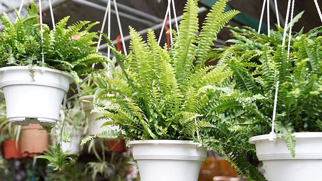 fern-tender-natural-foliage