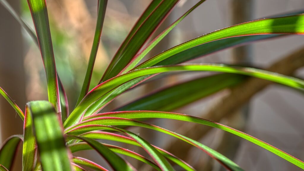 houseplant-4832361_1280