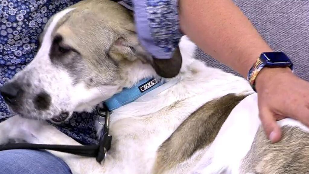 Nube necesita una familia y un hogar donde ser feliz