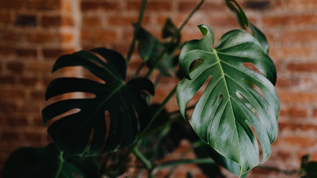 monstera-plant-green-home