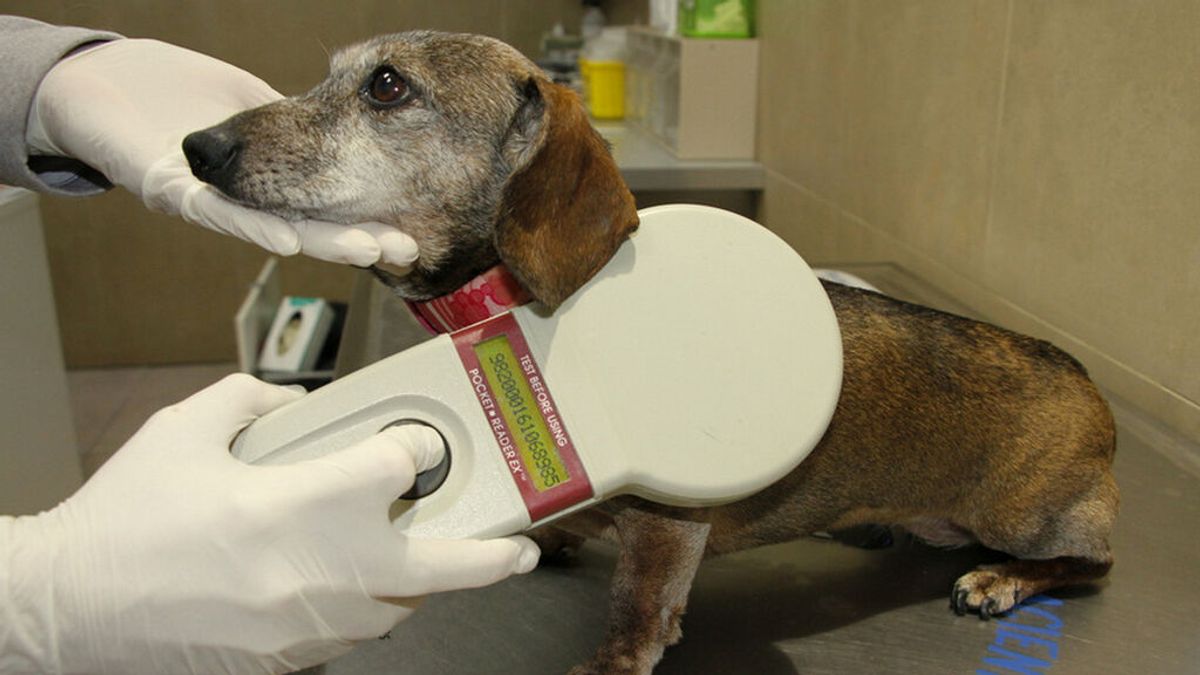 Blanes impulsa una campaña de implantación de chips en animales de compañía para combatir el abandono Blanes impulsa una campaña de implantación de chips en animales de compañía para combatir el abandono