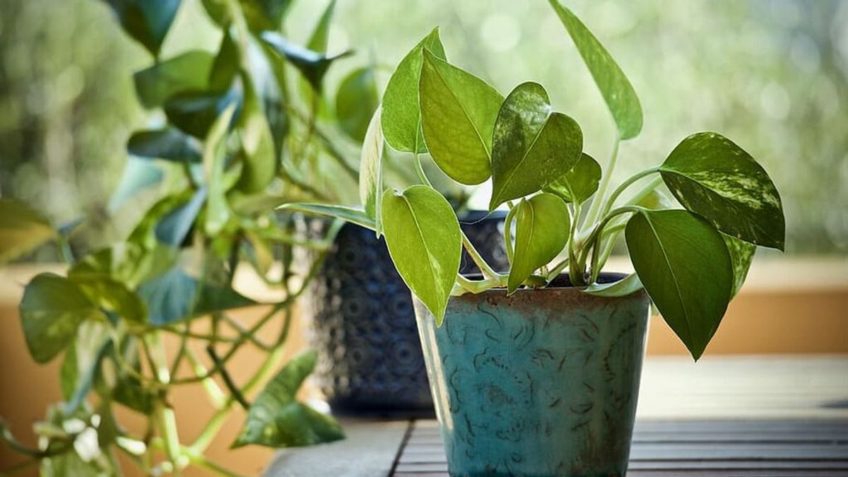 plants-pothos-epipremnum-aureum-ornamental-plants plants-pothos-epipremnum-aureum-ornamental-plants