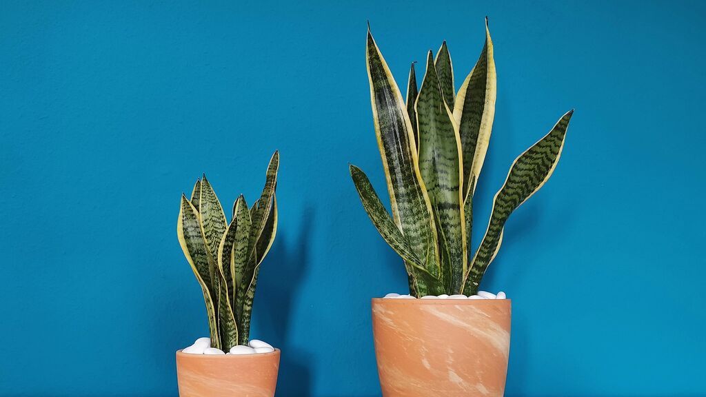plant-4859394_1280