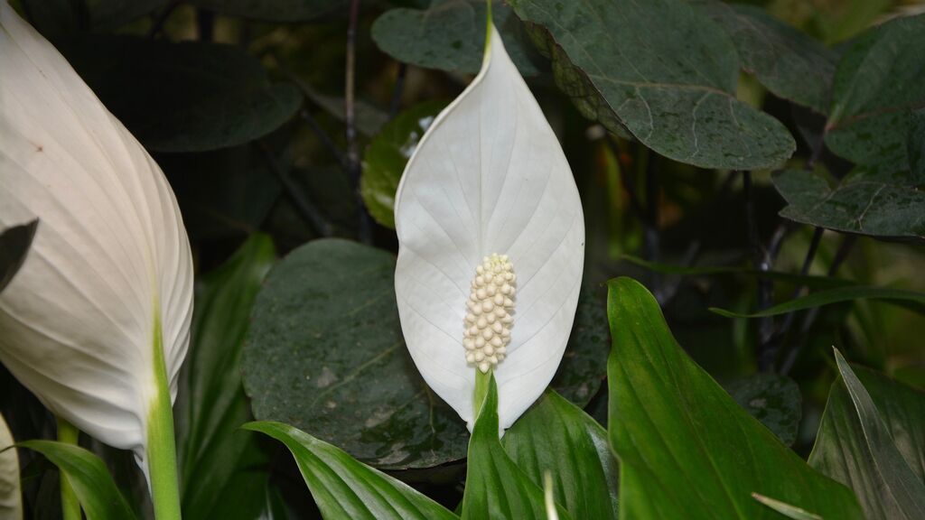 flower-2683699_1920