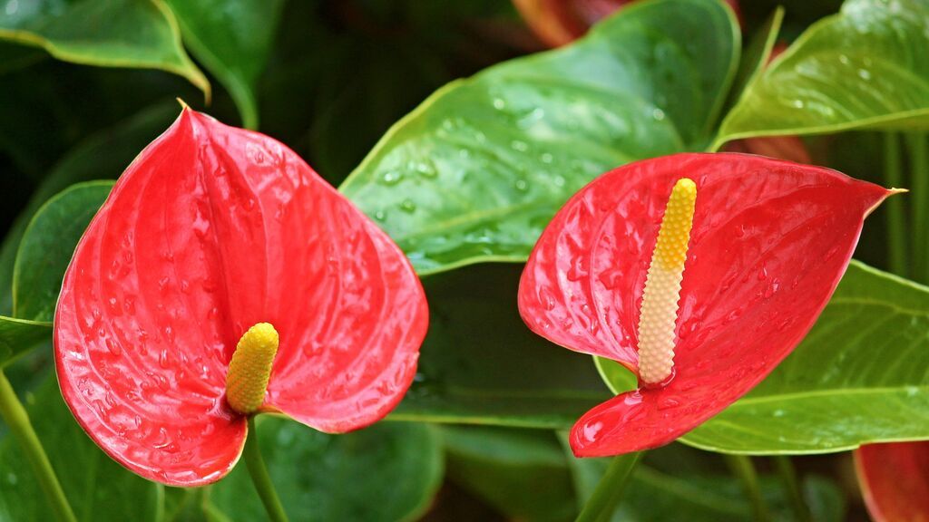 anthurium-flamingo-flower-2507743_1920