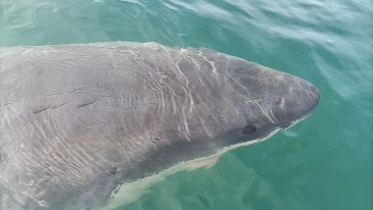 Un tiburón blanco de cinco metros avistado en el puerto de A Coruña