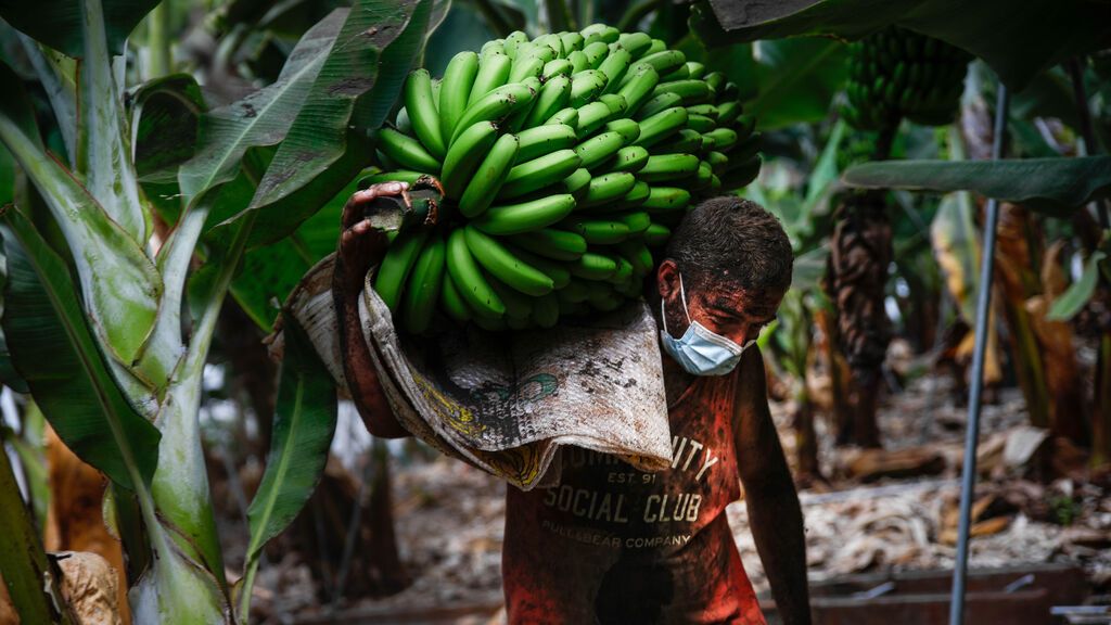 Yulian Lorenzo lleno de ceniza recoge una piña de plátanos