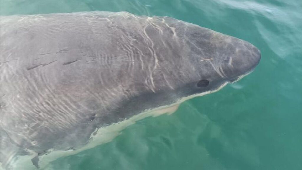 Avistado un tiburón blanco de cinco metros en el puerto de A Coruña