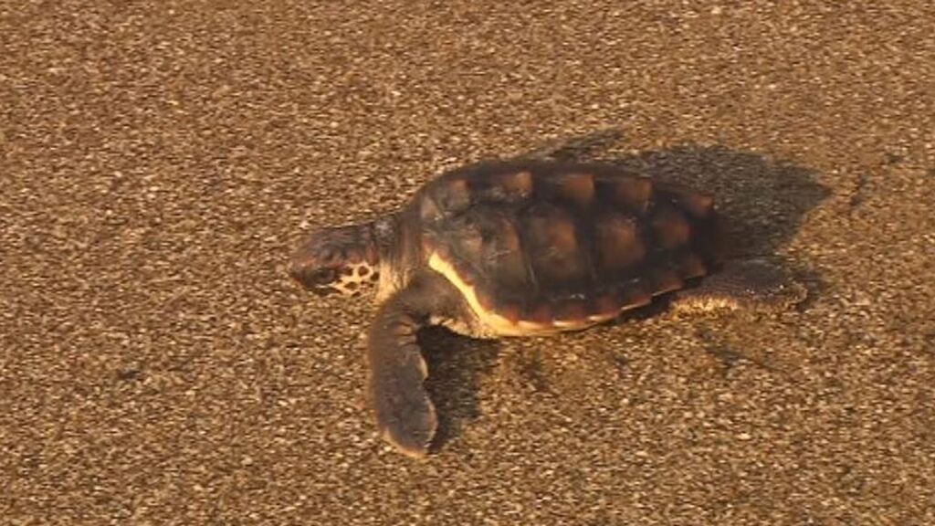 Al mar las 39 tortugas bobas que nacieron en Málaga hace un año