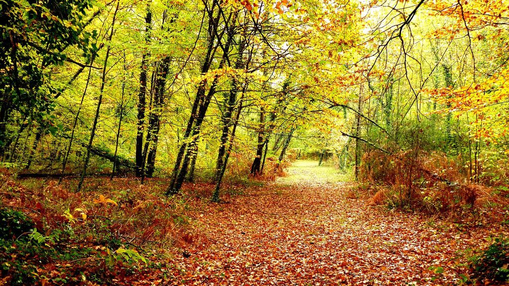 La Fageda d'en Jordà, en Girona.