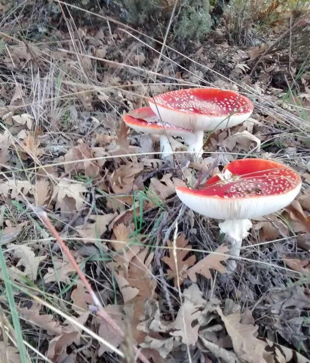 seta ‘Amanita muscaria'