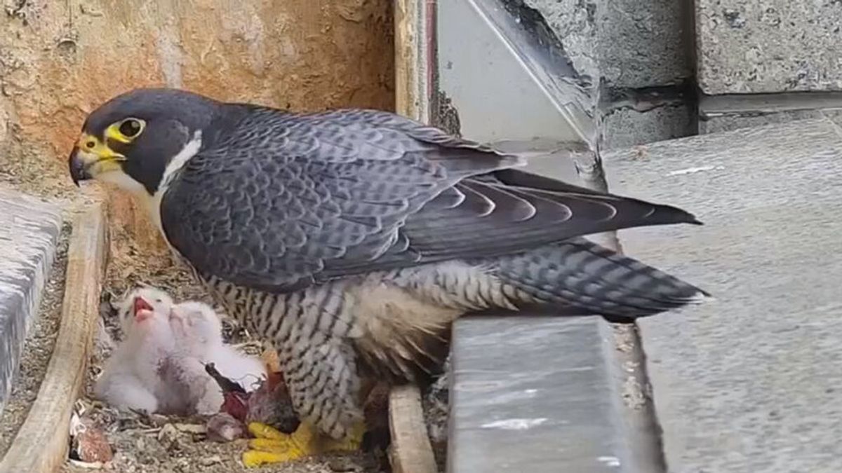 Una cámara observa la reacción de un halcón y sus polluelos al reciente terremoto en Australia