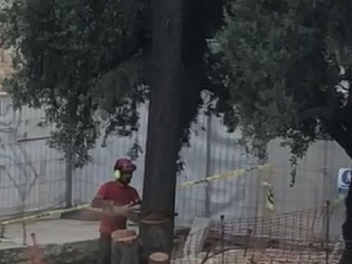 El PPCV denuncia la tala de un árbol protegido en la Plaza de la Reina -  NIUS