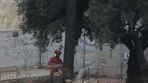 El PPCV denuncia la tala de un árbol protegido en la Plaza de la Reina -  NIUS