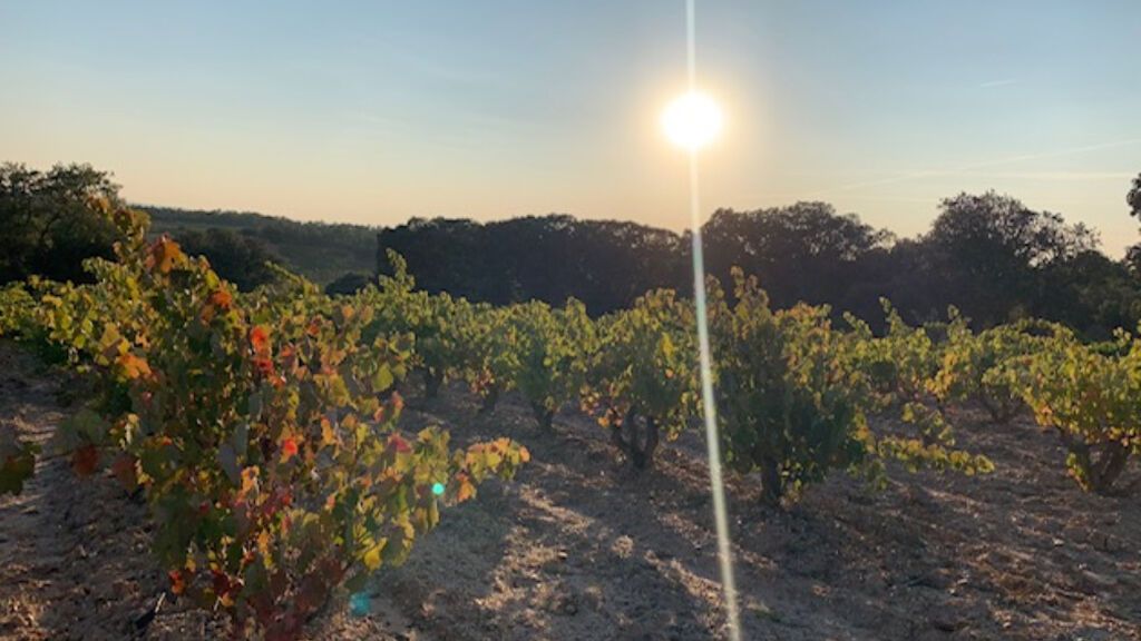 Viñedo Dominio de Cair