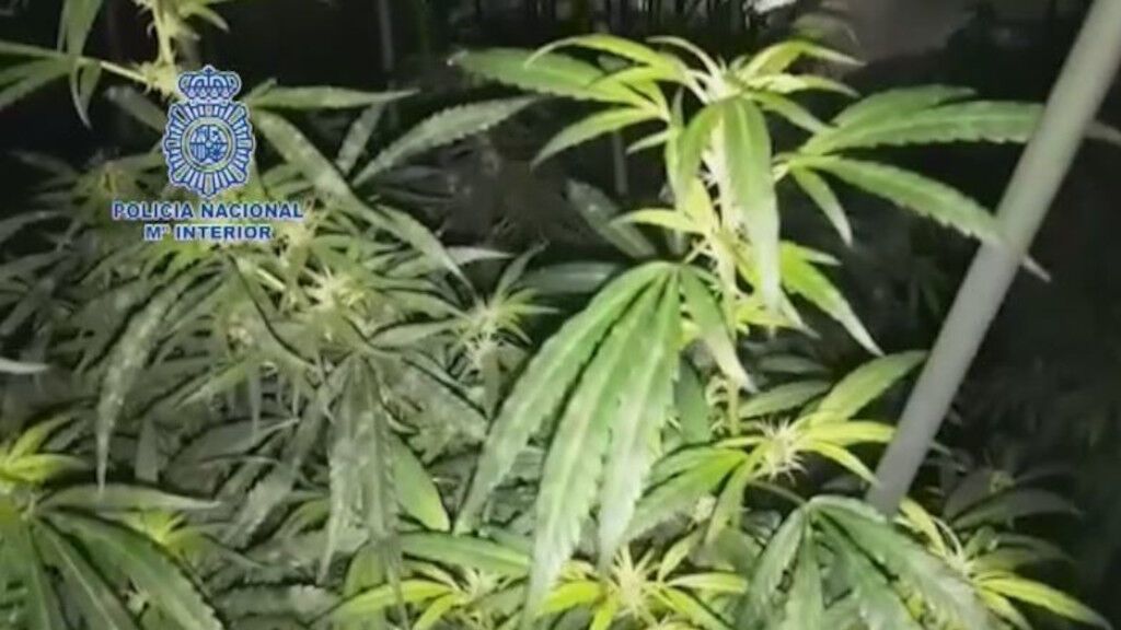 Pesar el cogollo o toda la planta, caballo de batalla en los juicios por posesión de marihuana
