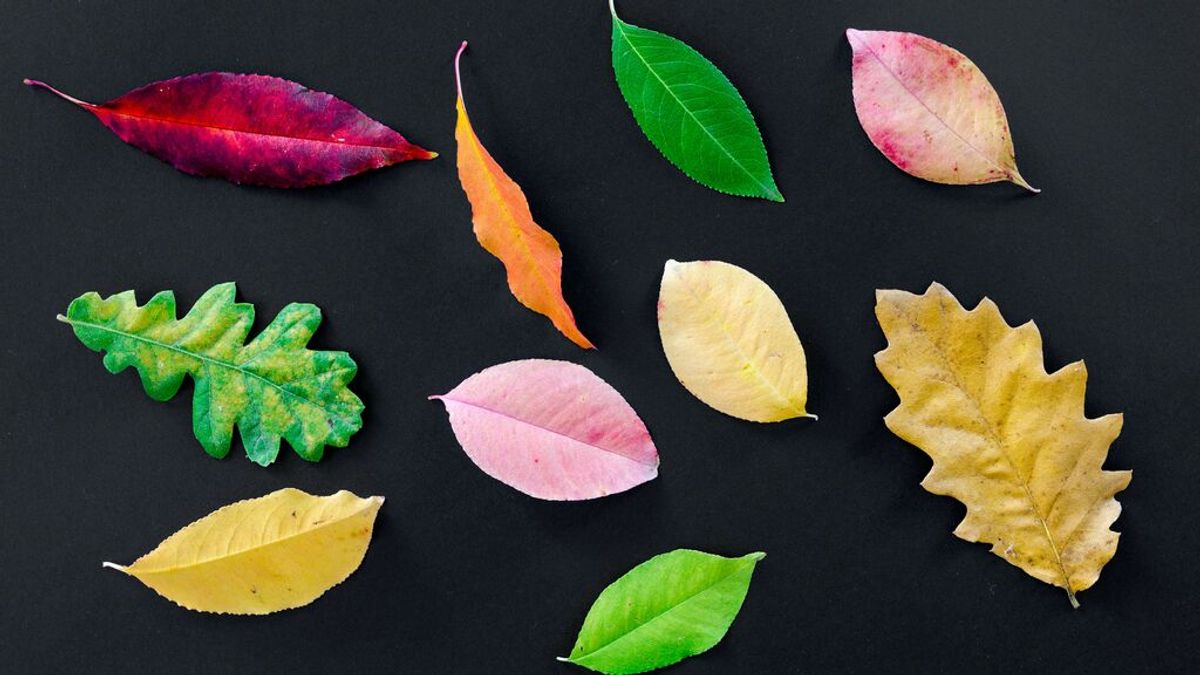 Cómo pintar hojas secas en otoño