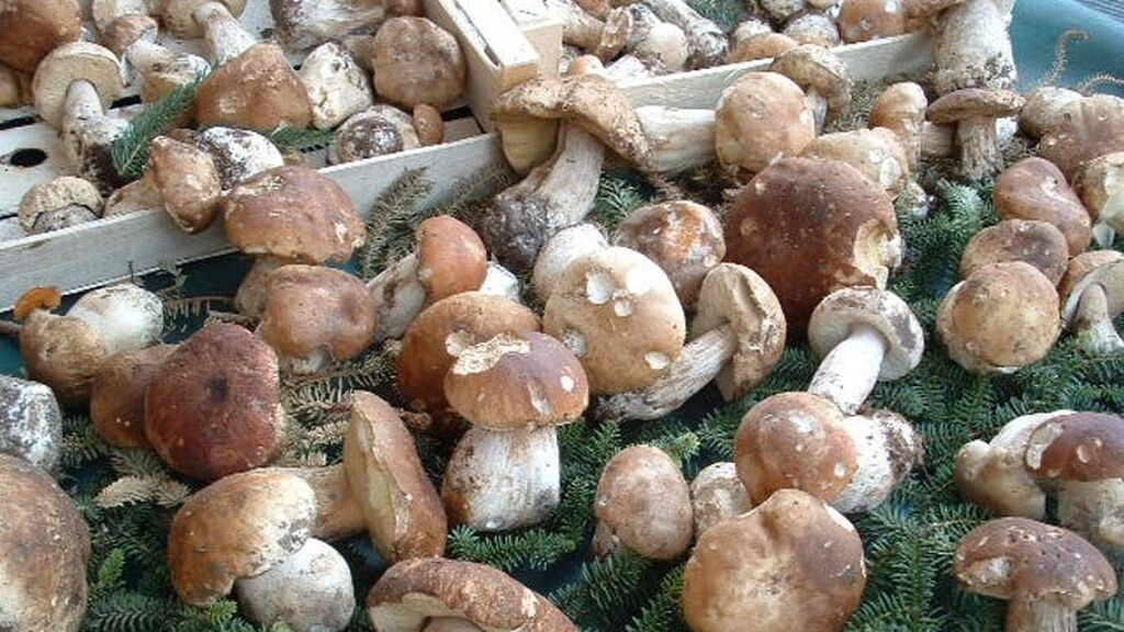 Especie de seta ‘Boletus’
