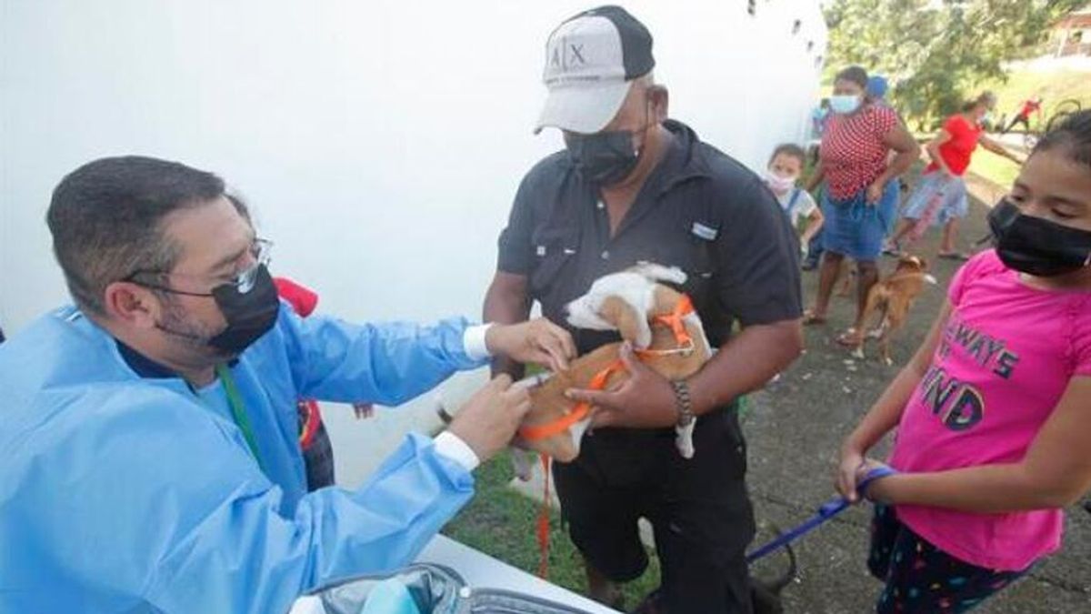 Cientos de mascotas son vacunadas en Ciudad de Panamá: "Son parte de la familia"